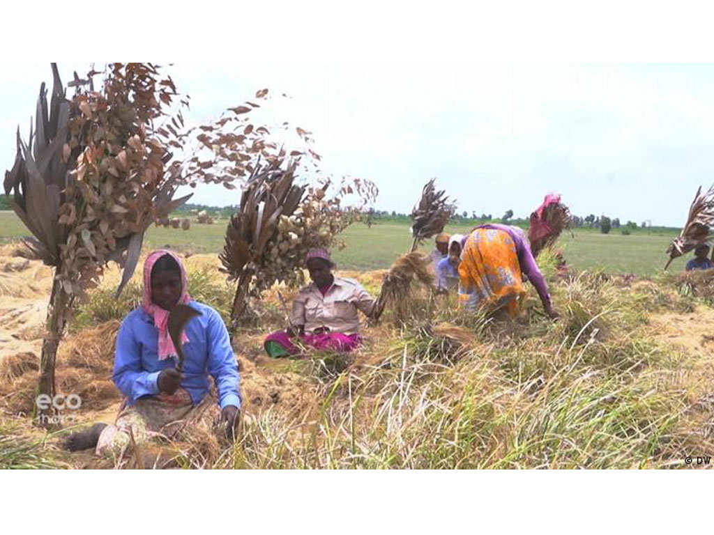 lahan pertanian