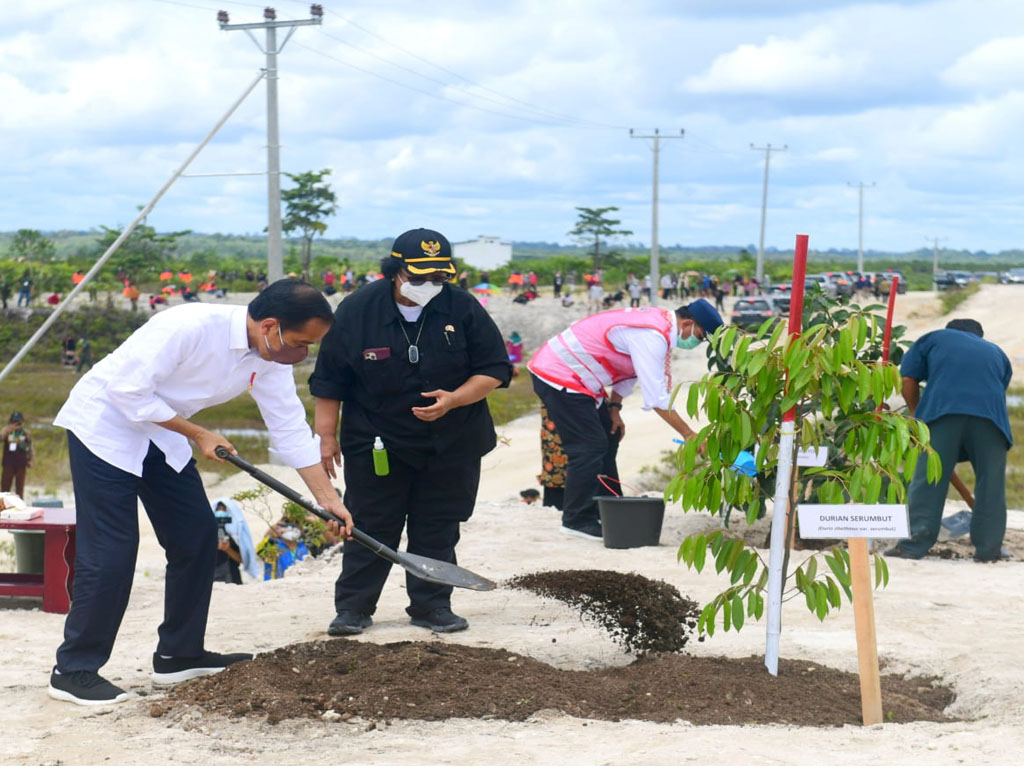 jokowi tanam pohon di sintang