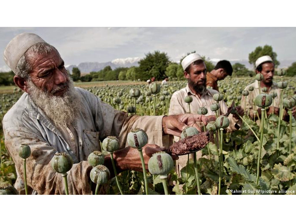 petani candu panen di afghanistan