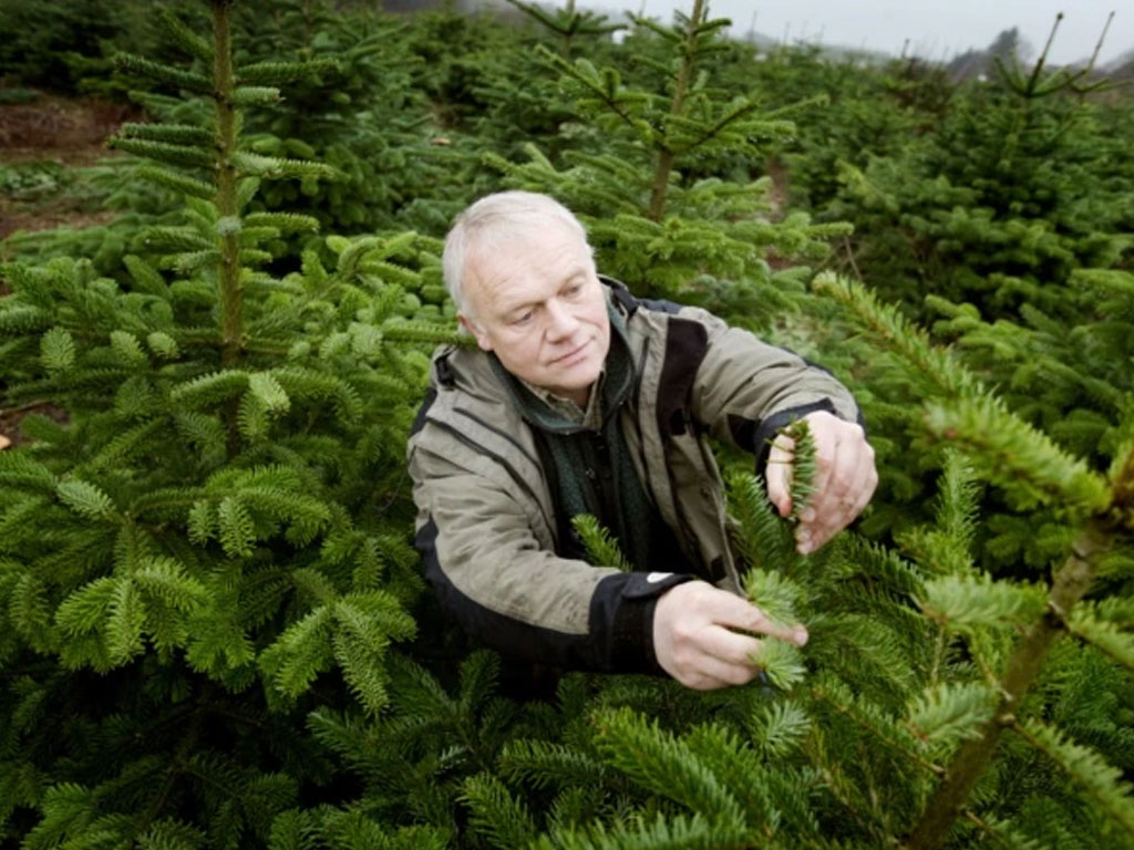 pohon natal di denmark