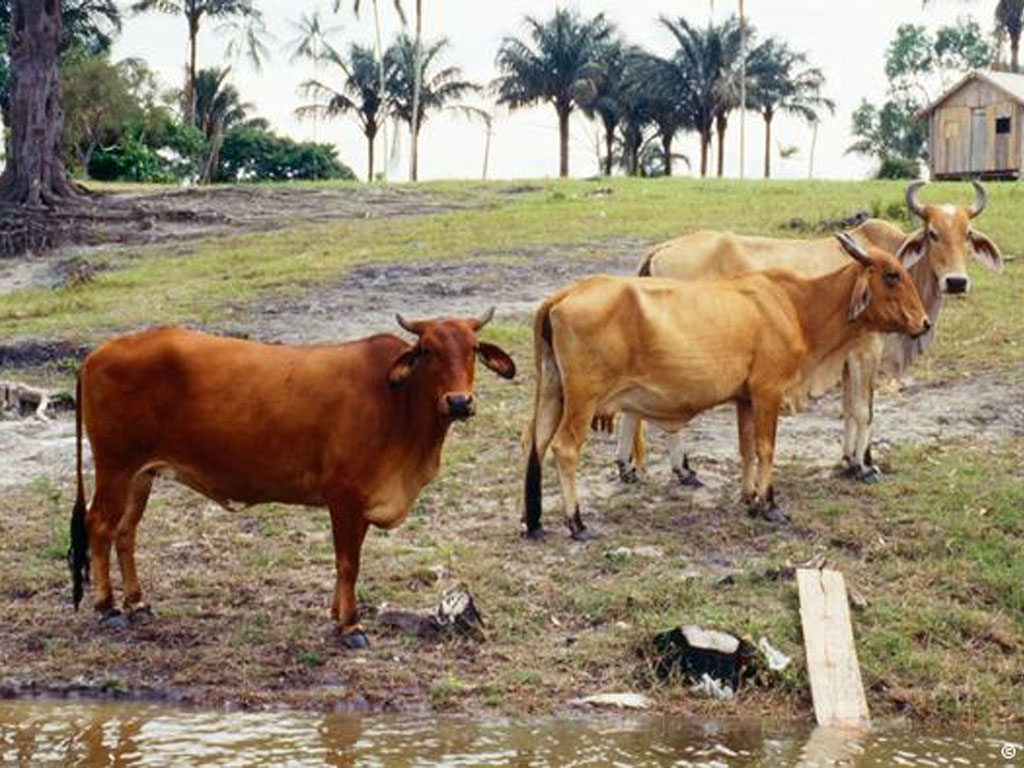 Peternakan sapi di kawasan Amazon