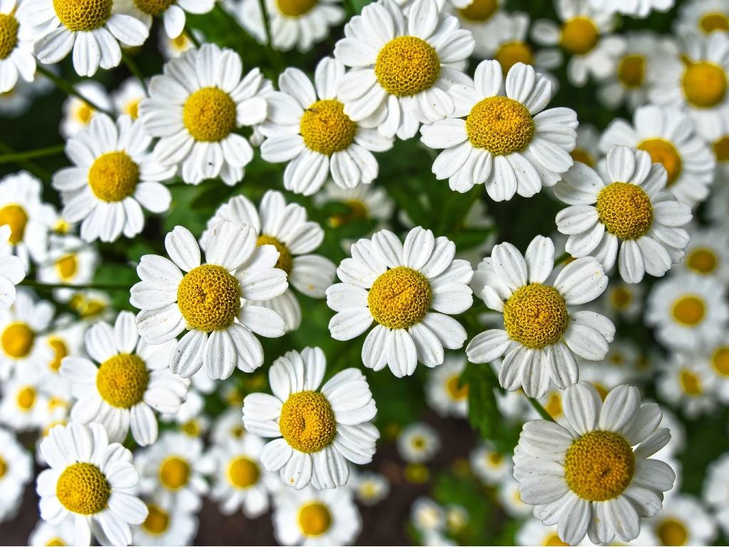 Bunga Chamomile