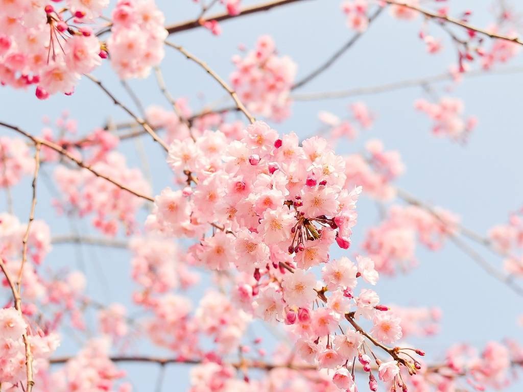 Bunga Sakura