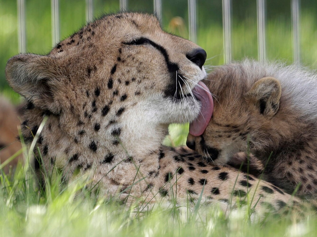 induk cheetah