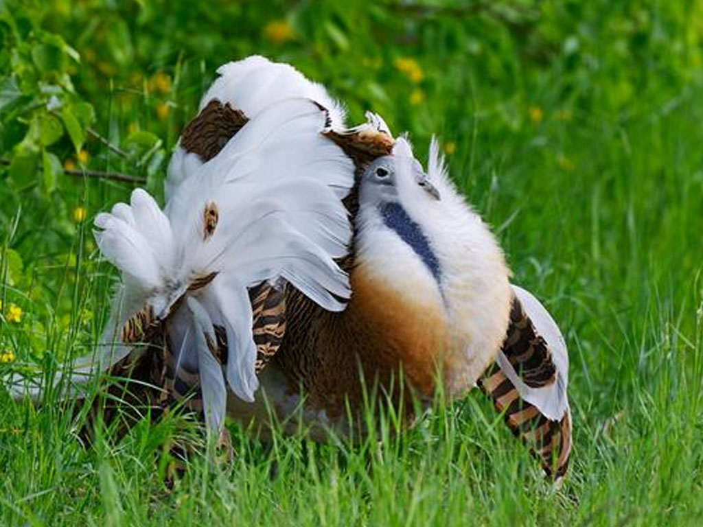 Populasi burung bustard di Jerman