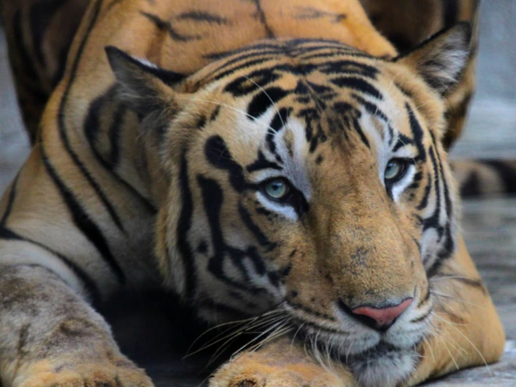 Seekor harimau Royal Bengal