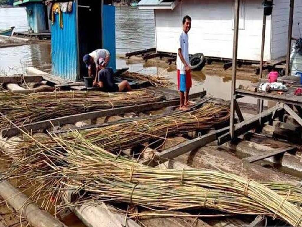 Petani Rotan