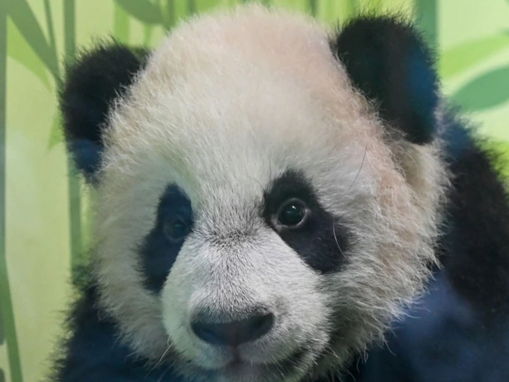 anak panda lahir di kb singapura