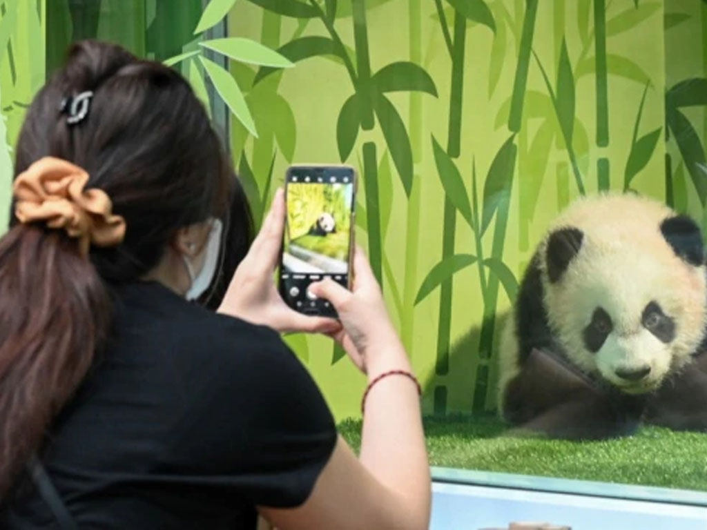 pengunjung di kb singapura potret anak panda