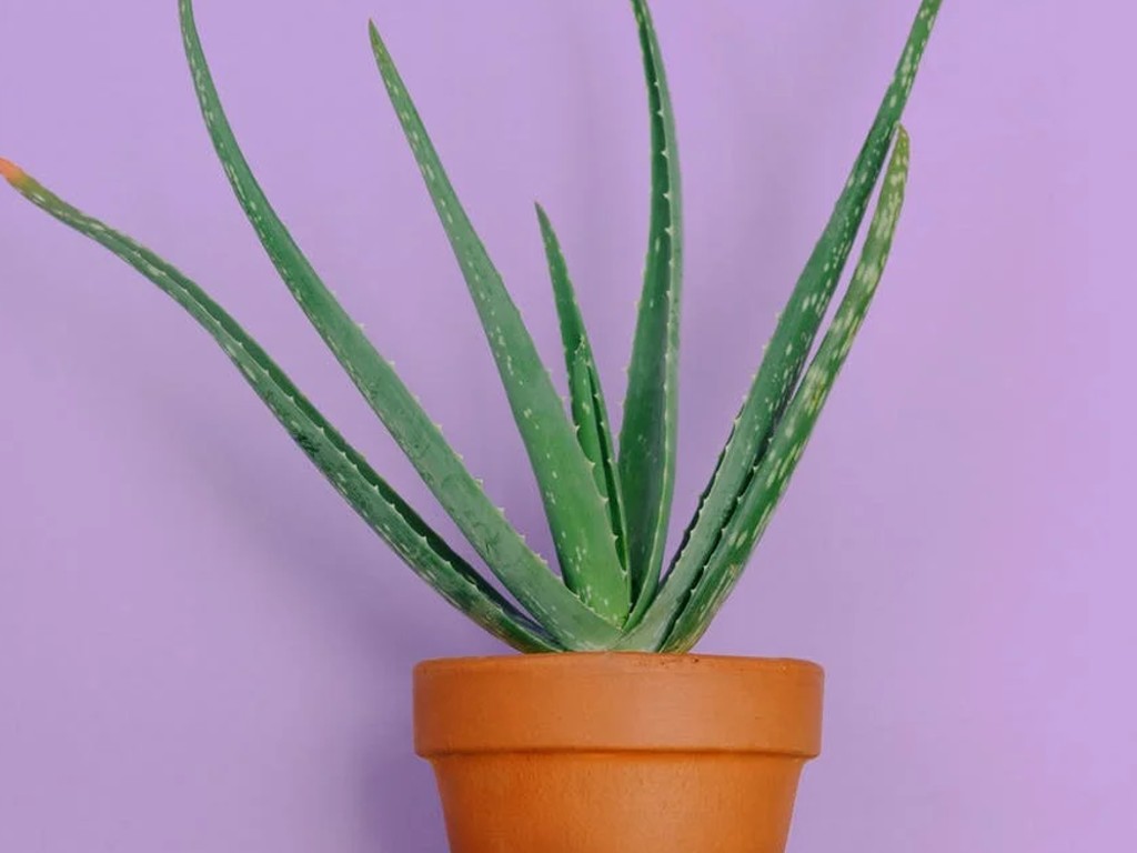 Tanaman aloe vera