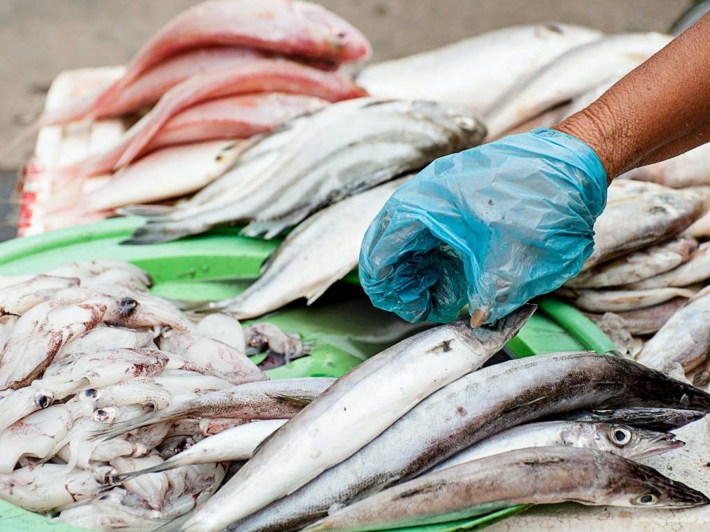 Tips Memilih Ikan