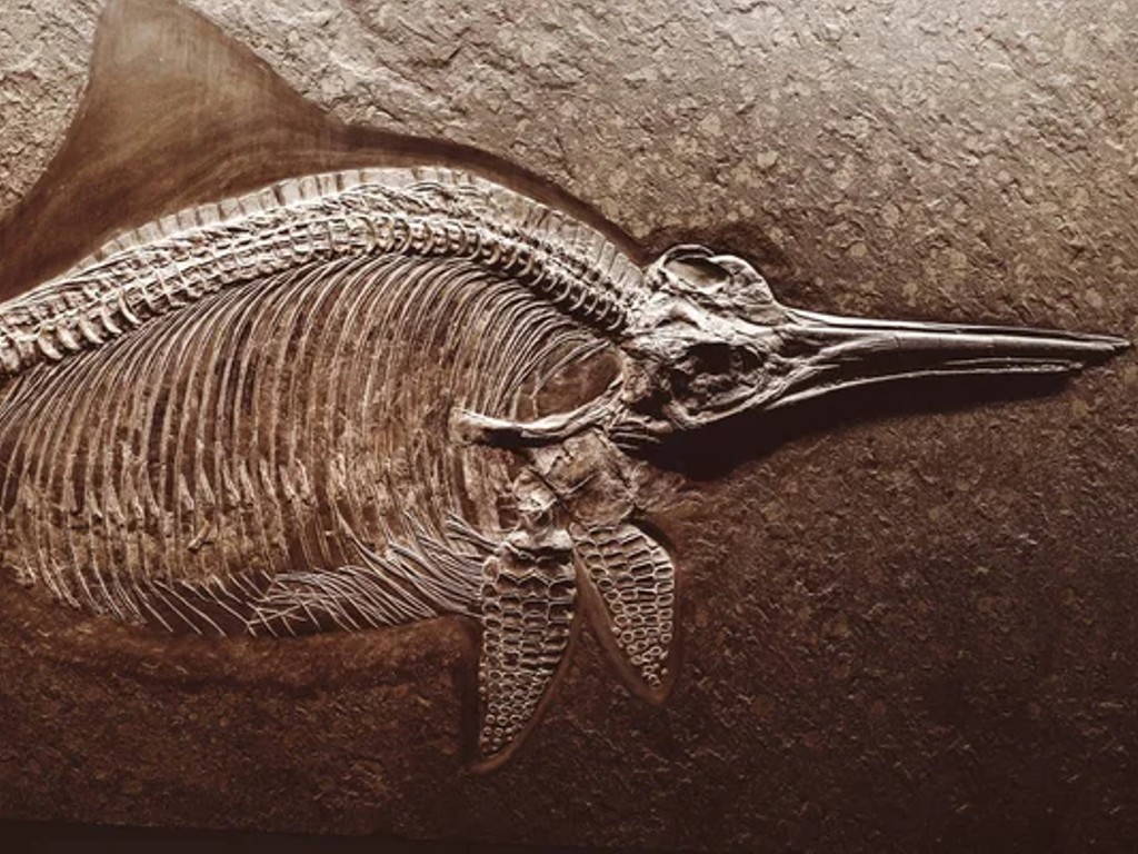 Fosil Naga Laut