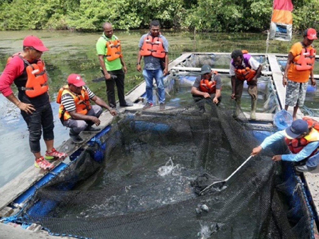 Budidaya Ikan Nila