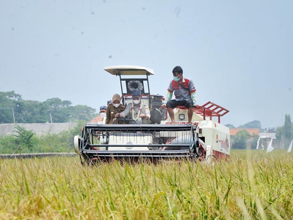 Petani