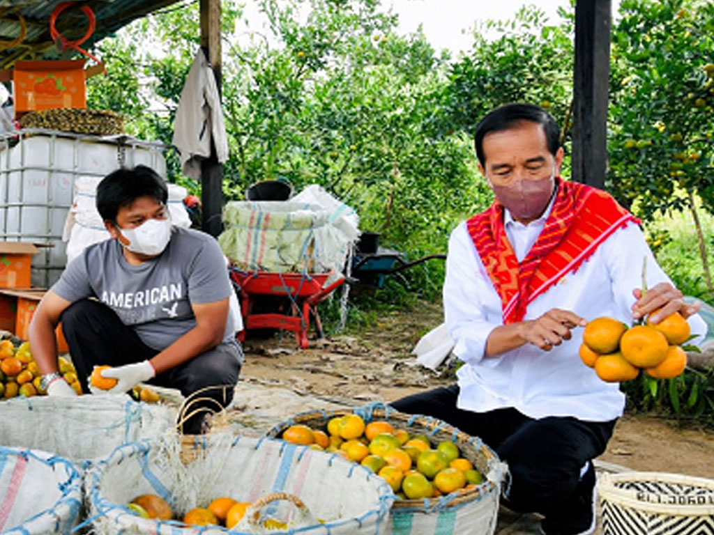 jokowi dan pedagang jeruk di karo