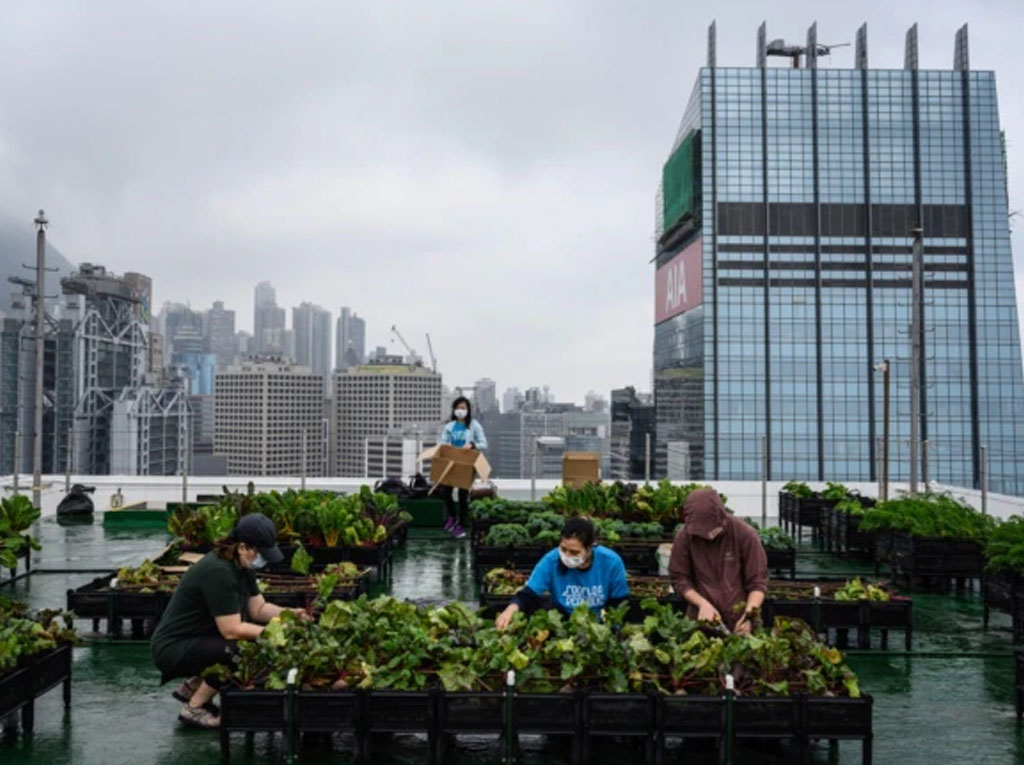 petani perkotaan di hong kong