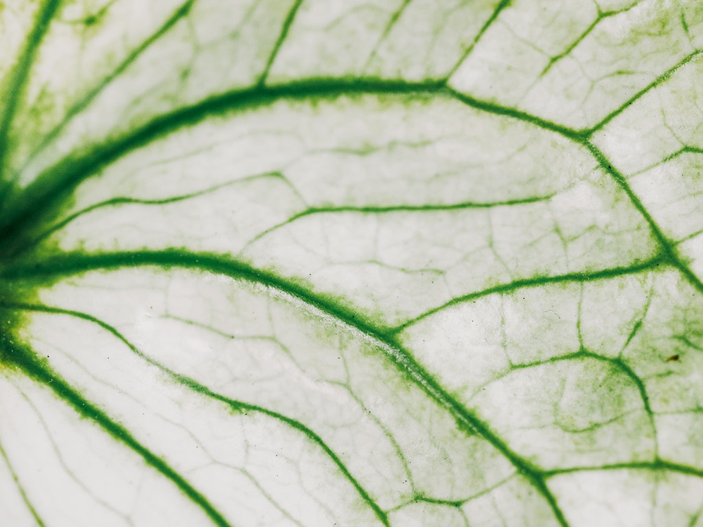Daun Anthurium
