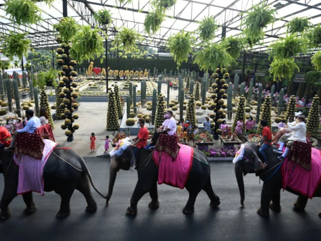 pasangan pengantin di atas gajah thailand