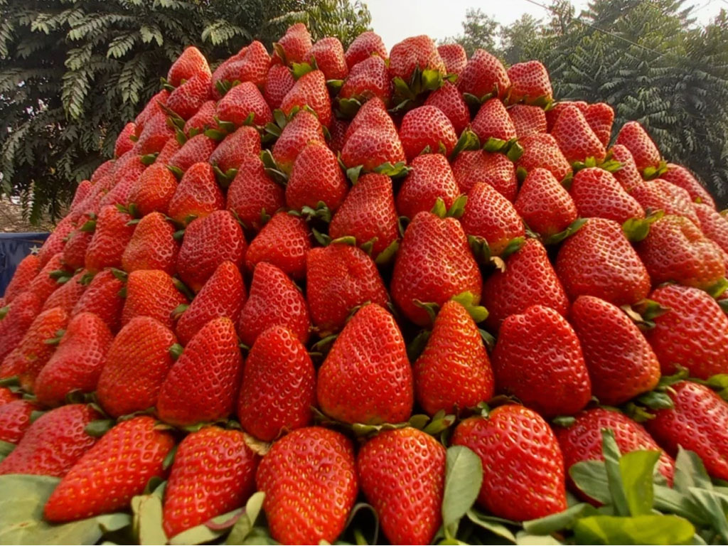 Strawberry