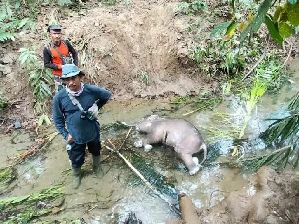 Bangkai bayi gajah ditemukan di Kabupaten Pidie.