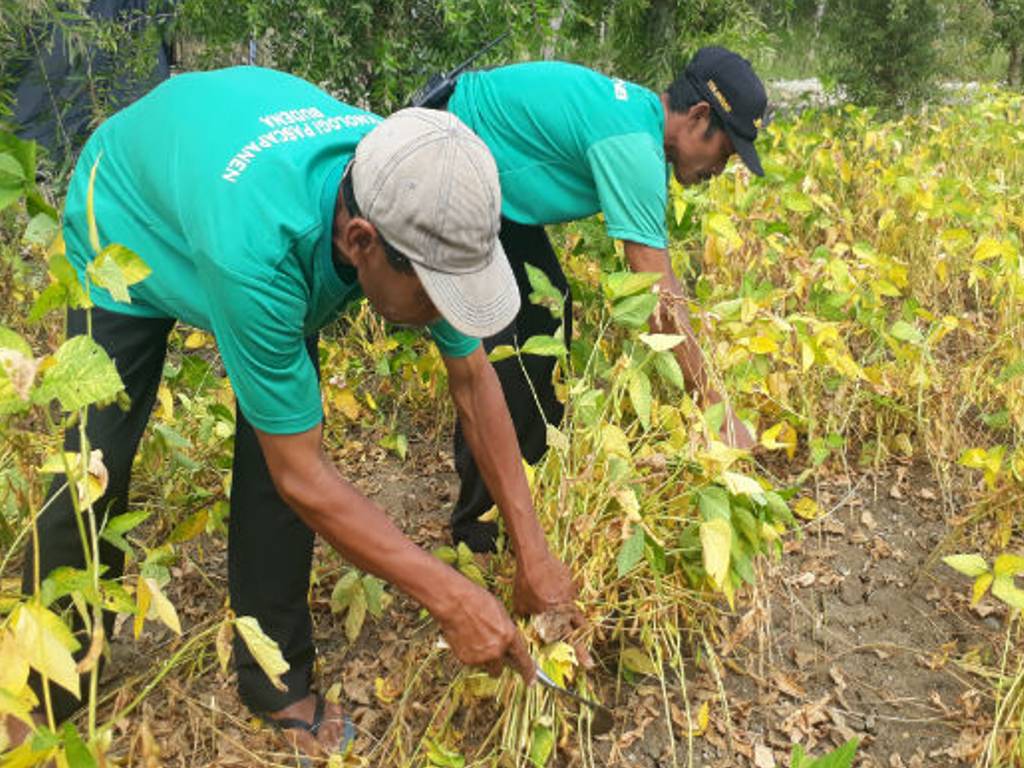 Petani Kedelai