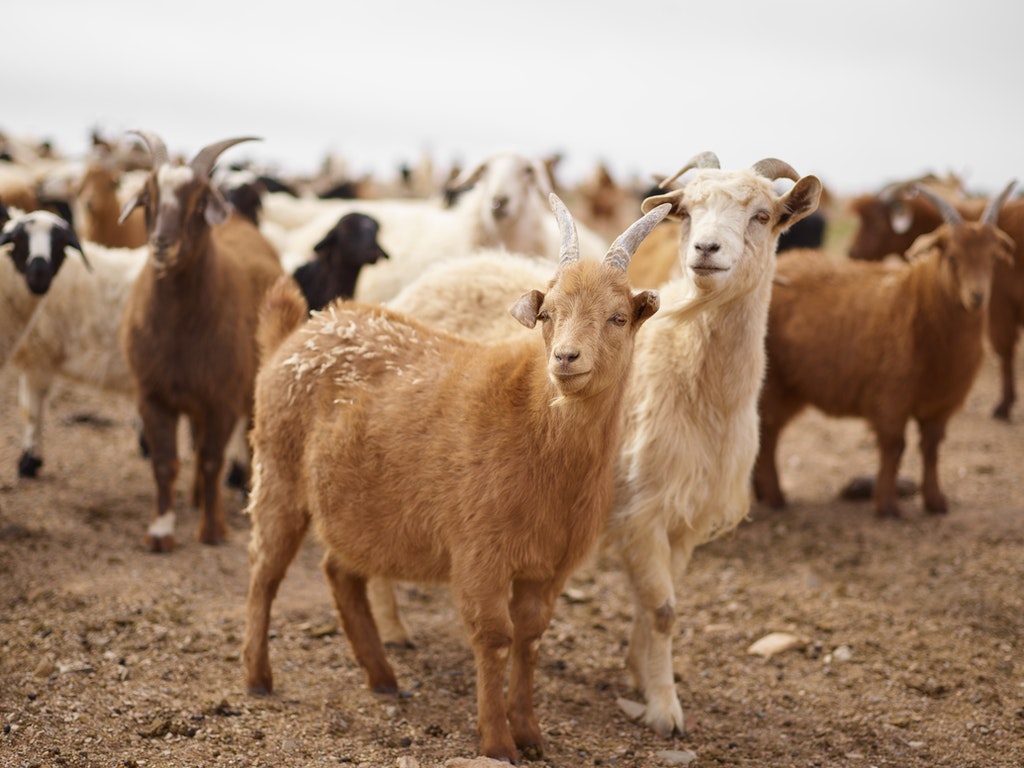 Ilustrasi kumpulan kambing yang siap disembelih
