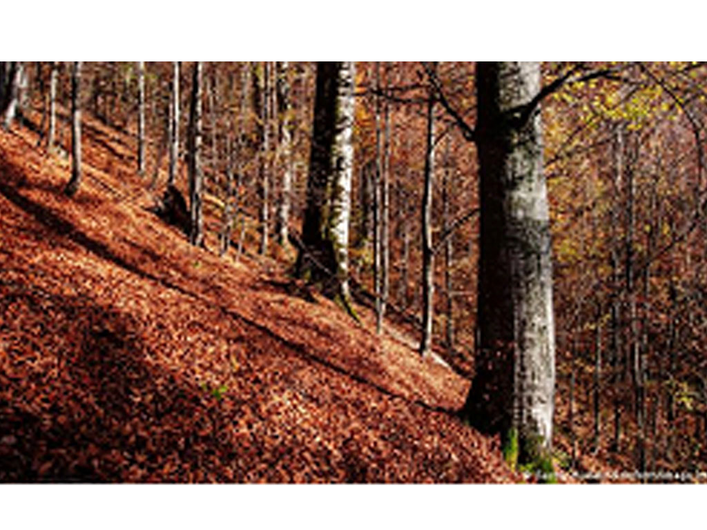 Oblast Zarkarpattia Hutan beech kuno dan purba di Karpatia