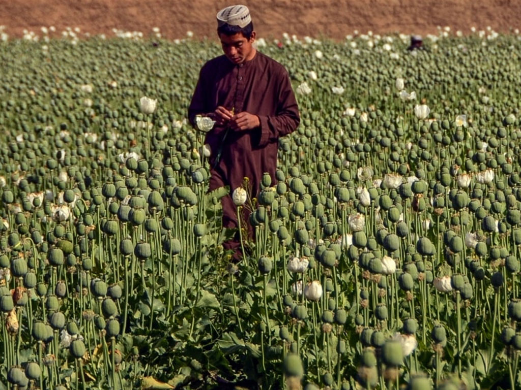 petani opium di afghanistan