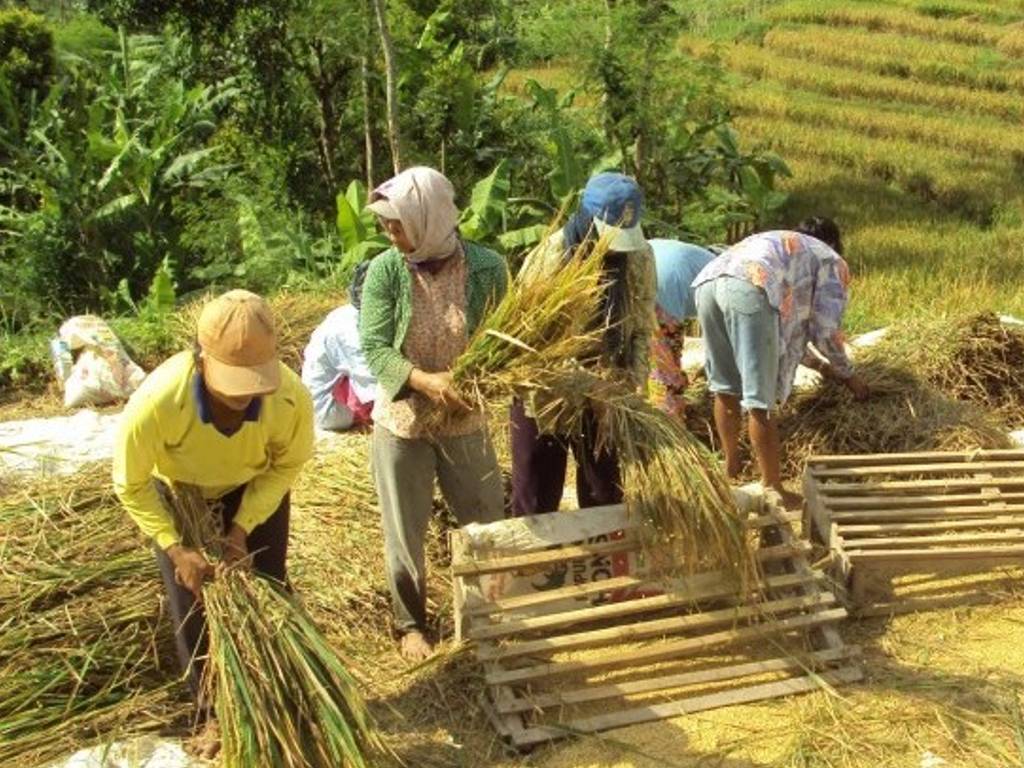 KTNA Apresiasi Keberhasilan Petani Indonesia.