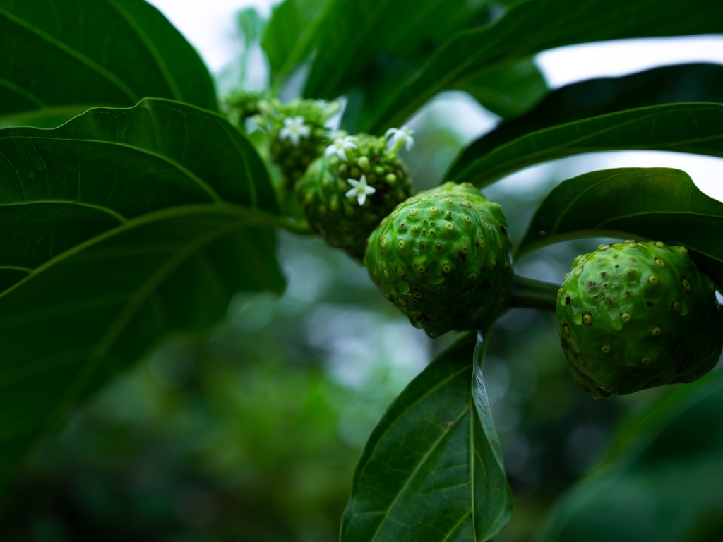 Buah mengkudu