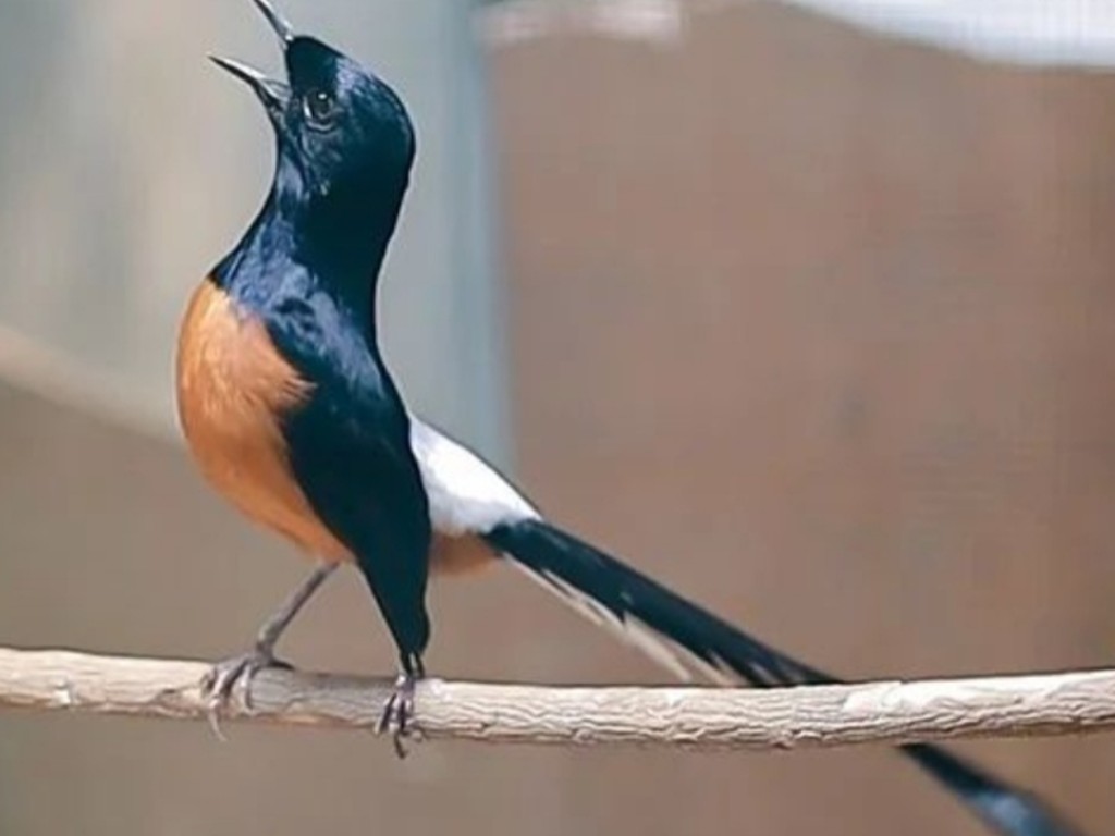 Burung murai batu