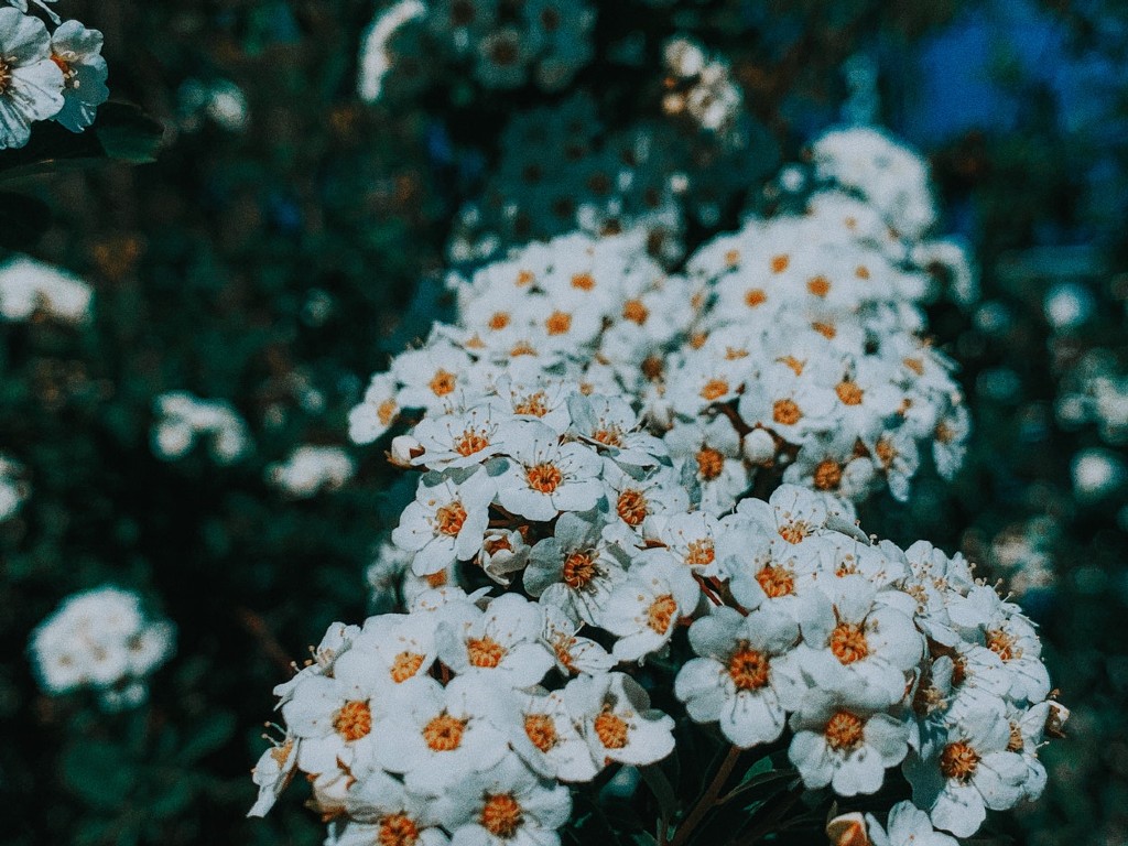 Bunga Yarrow