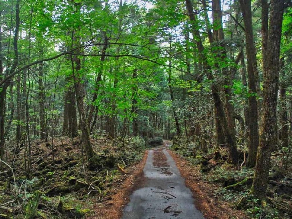 Hutan Aokigahara