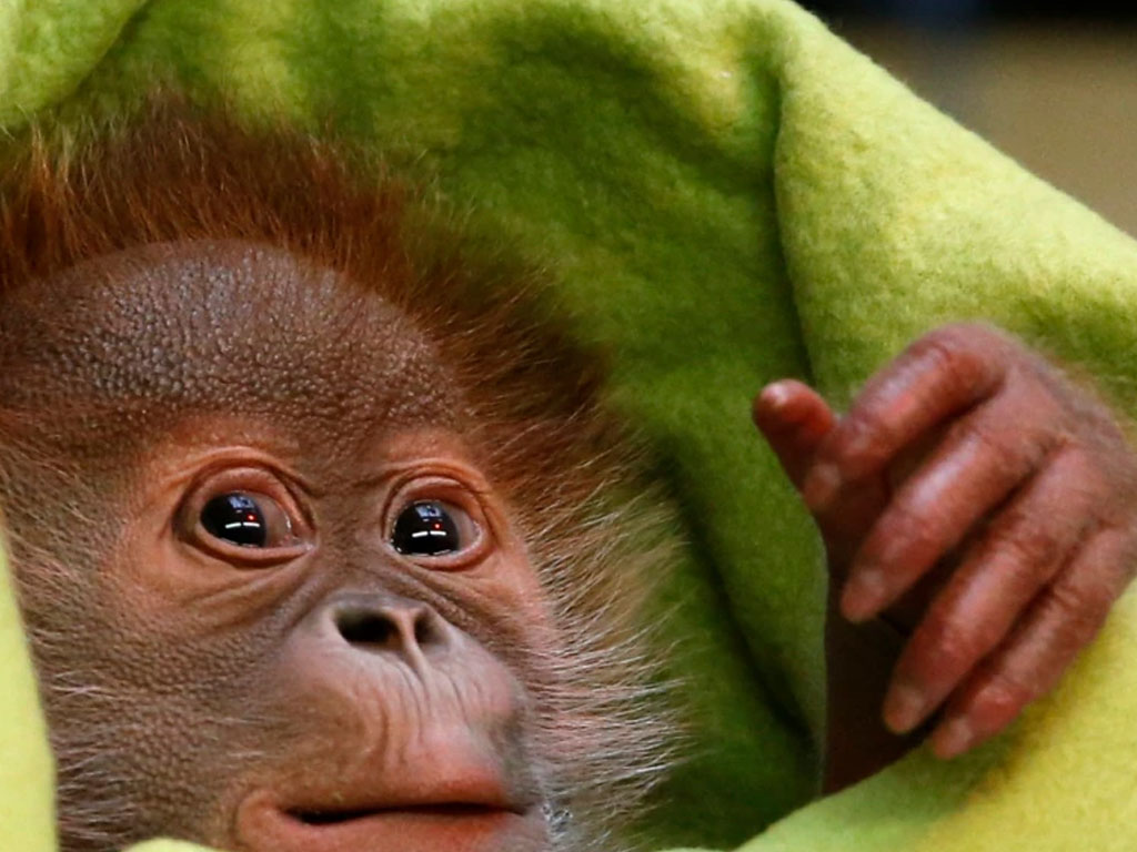 anak orangutan