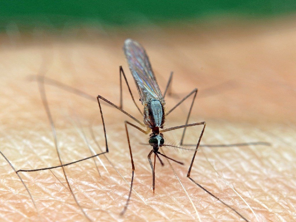 Sejarah Hari Malaria Sedunia