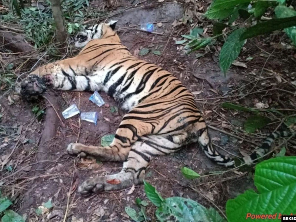 harimau mati kena jerat di riau