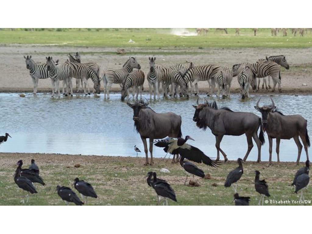 Taman Nasional Etosha di Namibia