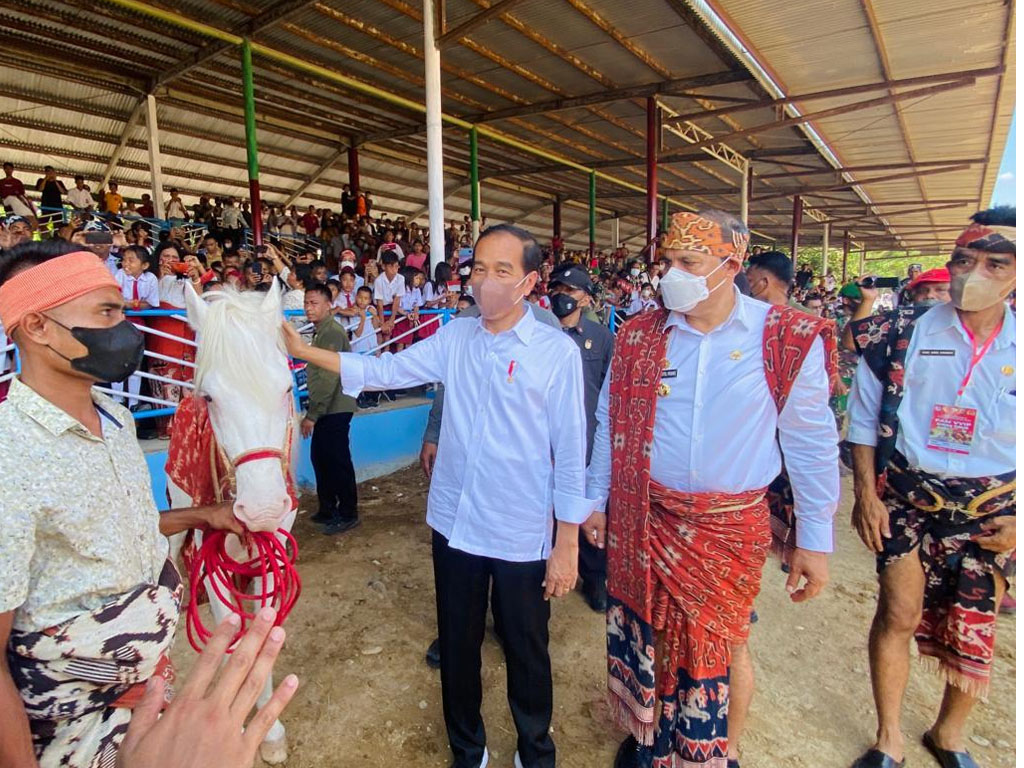 jokowi di pacua kuda ntt