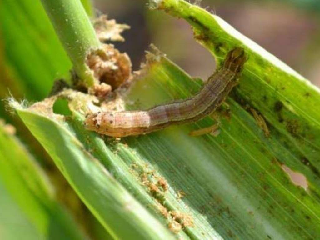 Hama Spodoptera Frugiperda