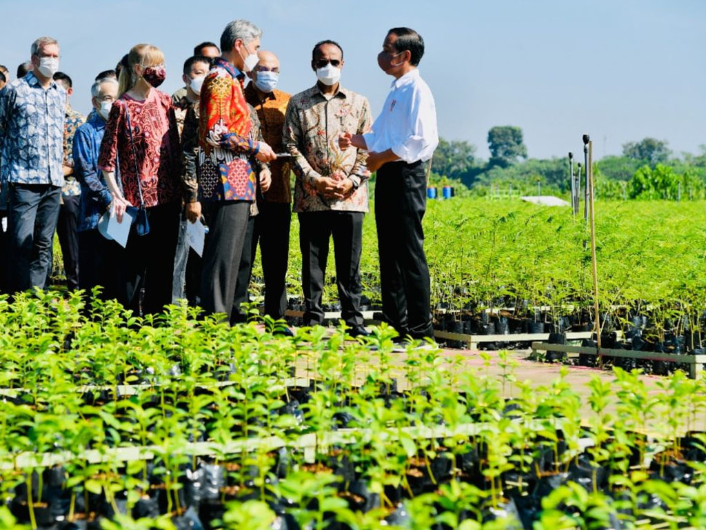 jokowi luncurkan rehab mangrove
