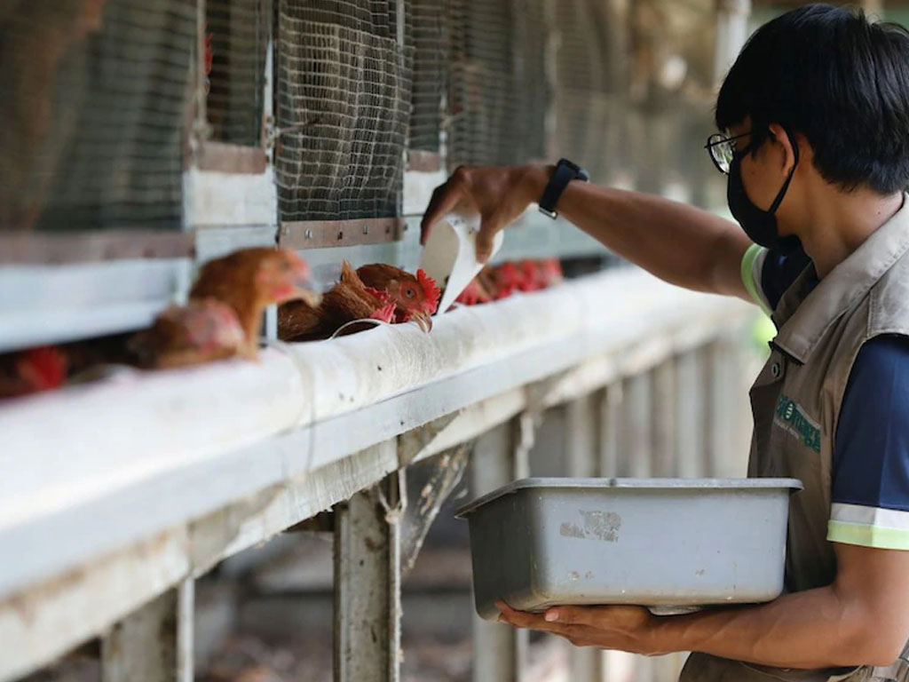 peternak ayam di depok