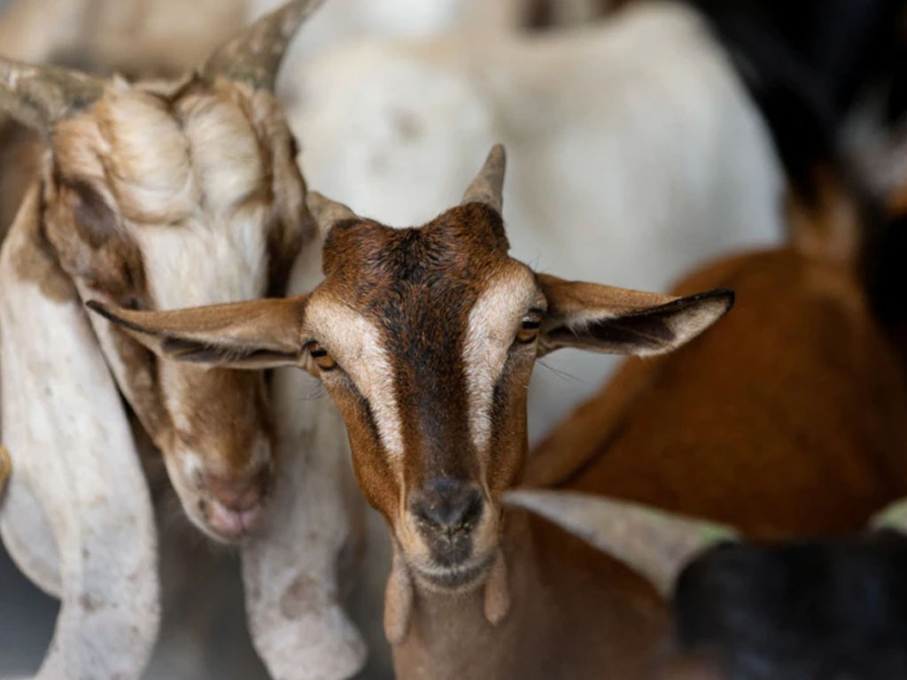 kambing kurban di dubai