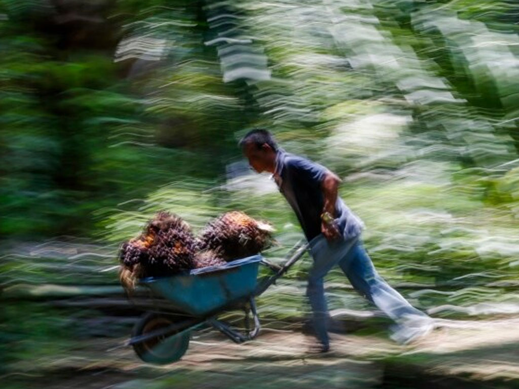 tki di kebun sawit malaysia