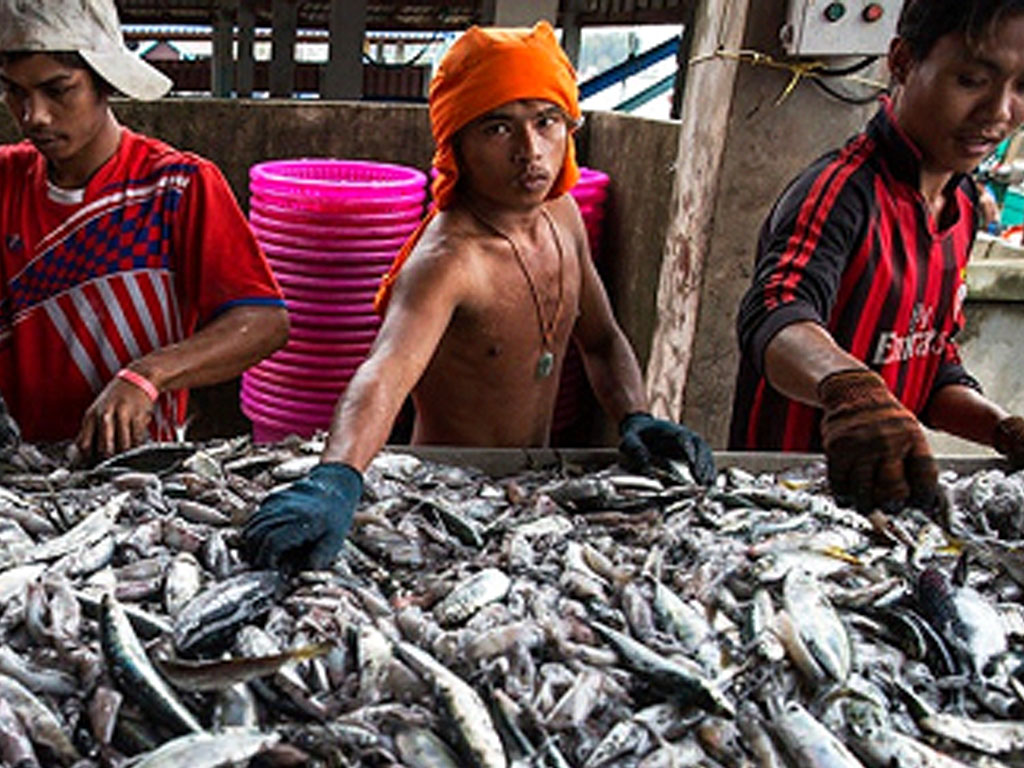 nelayan myanmar sortir ikan di thailand