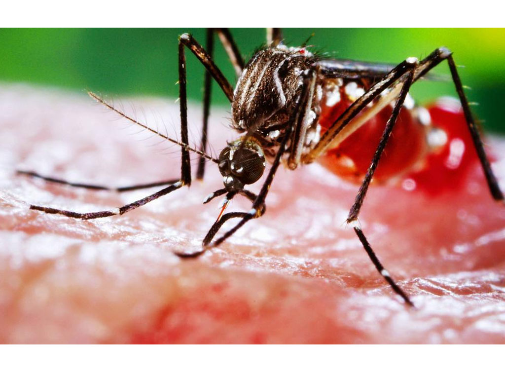 nyamuk Aedes aegypti
