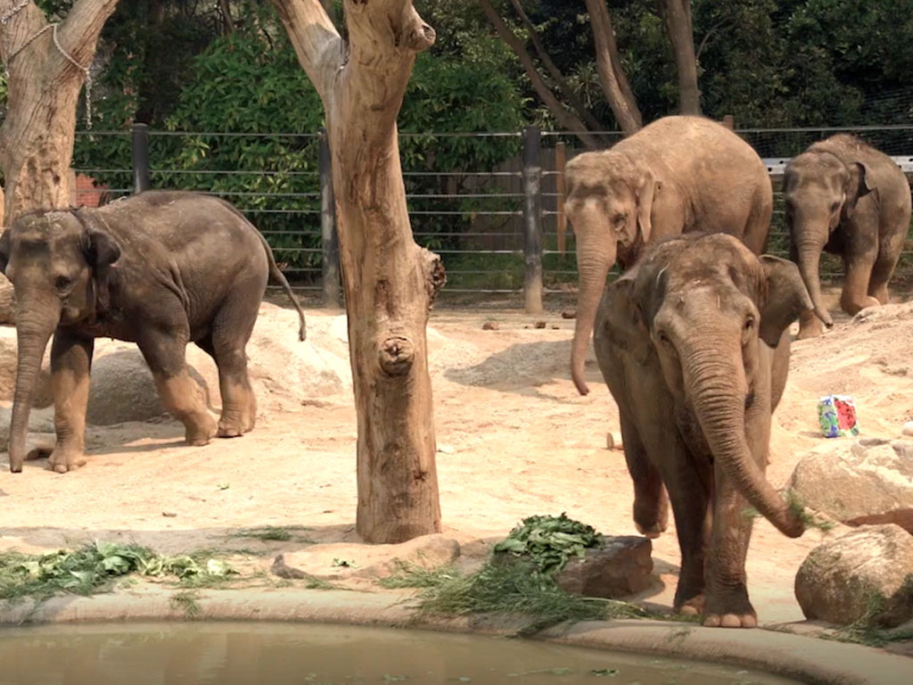 gajah di kb melbourne