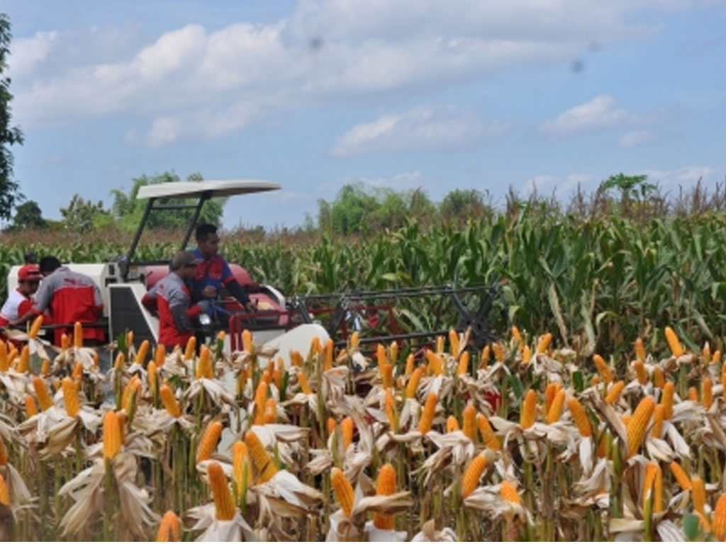 tanaman jagung