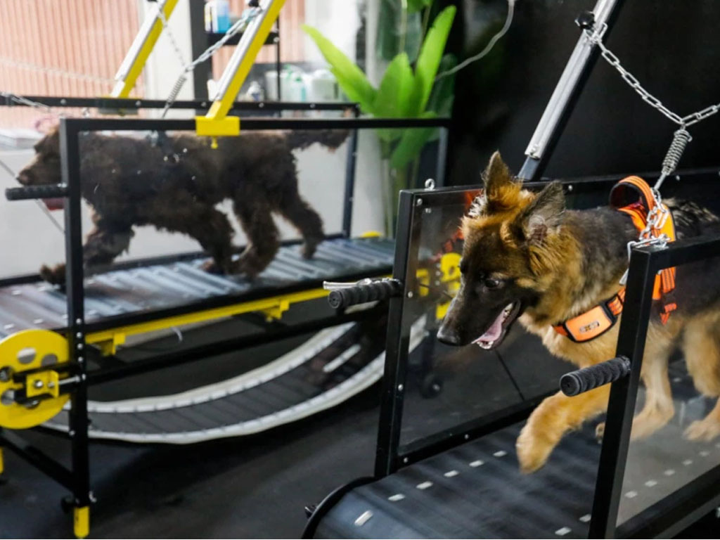 Anjing berlari di atas treadmill