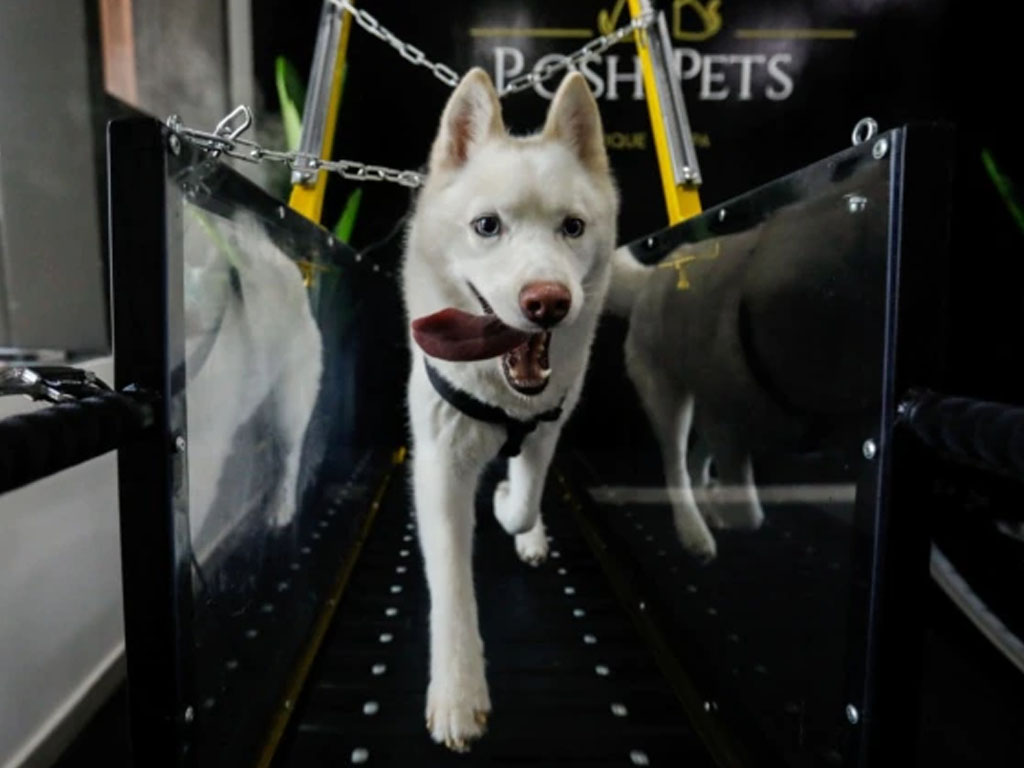 Seekor anjing di atas treadmill