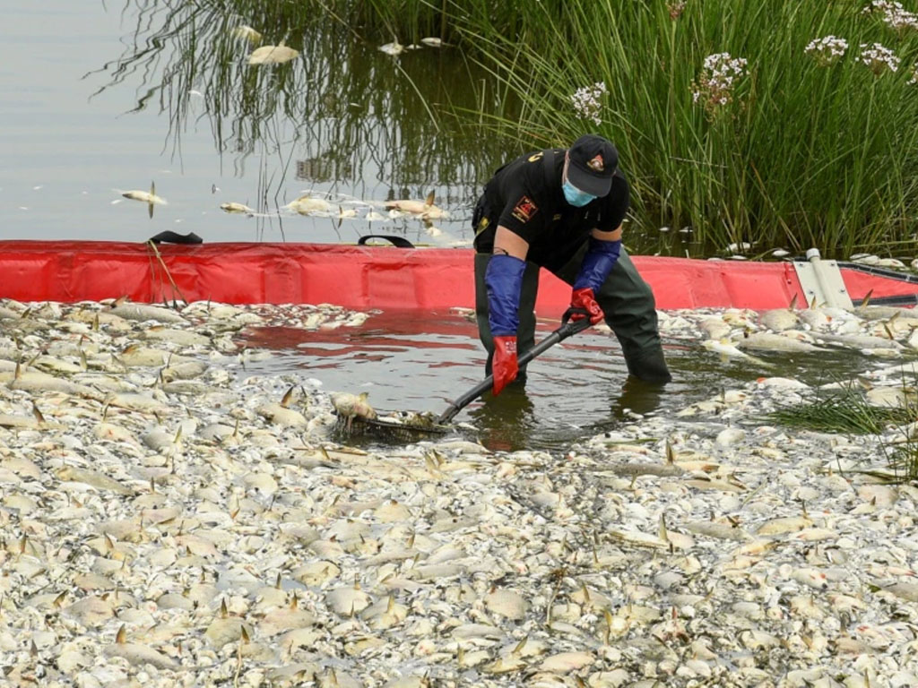 bersihkan ikan mati di sungai oder